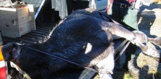 To menn pågrepet for ulovlig elgjakt i Jämtland elg elgjakt