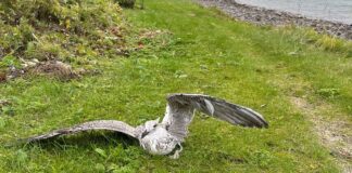 Ny bølge av fugleinfluensa blant villfugl i Norge fugleinfluensa HPAI H5N5