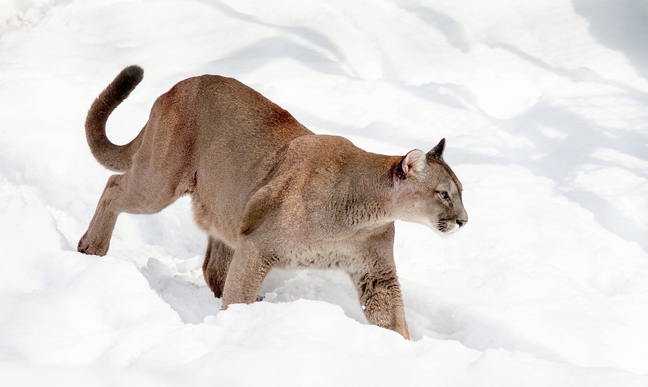 puma fjelløve mountain lion