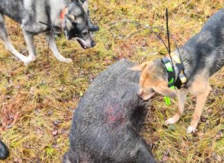 Dalsbygda: Villsvin skutt, og jakten fortsetter etter flere store svin villsvin hund rovilthund