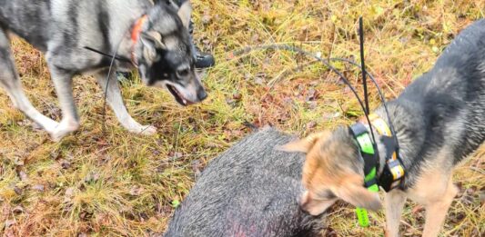 villsvin hund rovilthund