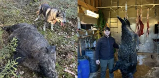 Asmir trodde det var elgku med kalv – men det viste seg å være en kjempegris