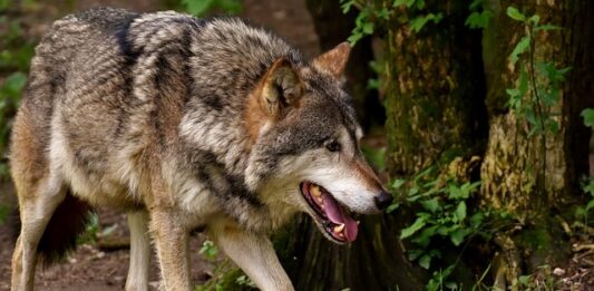wolf ulv