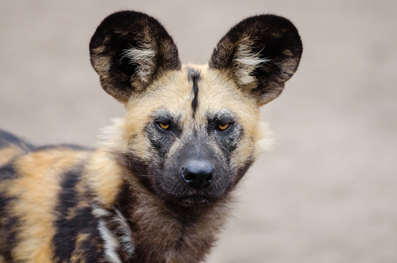 hyene afrikansk villhund