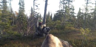 Strengere krav for utenlandske jegere som bosetter seg i Sverige