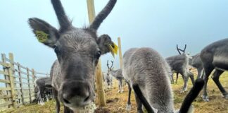 Kan tamrein fra Norge gi nye svar om dødelig sykdom? rein reinsdyr cwd