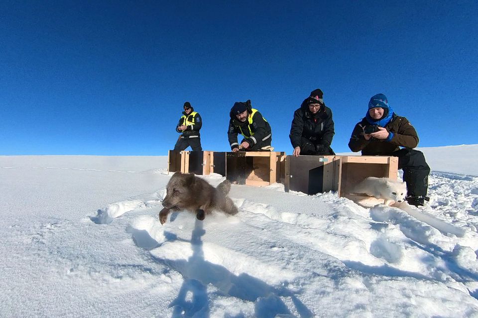 fjellrev nina