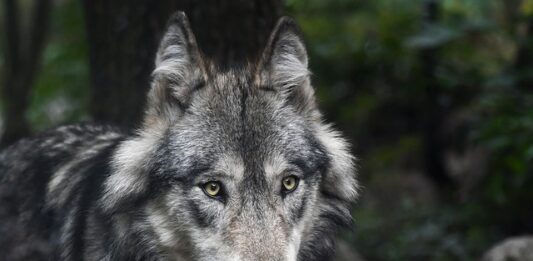 ulv wolf