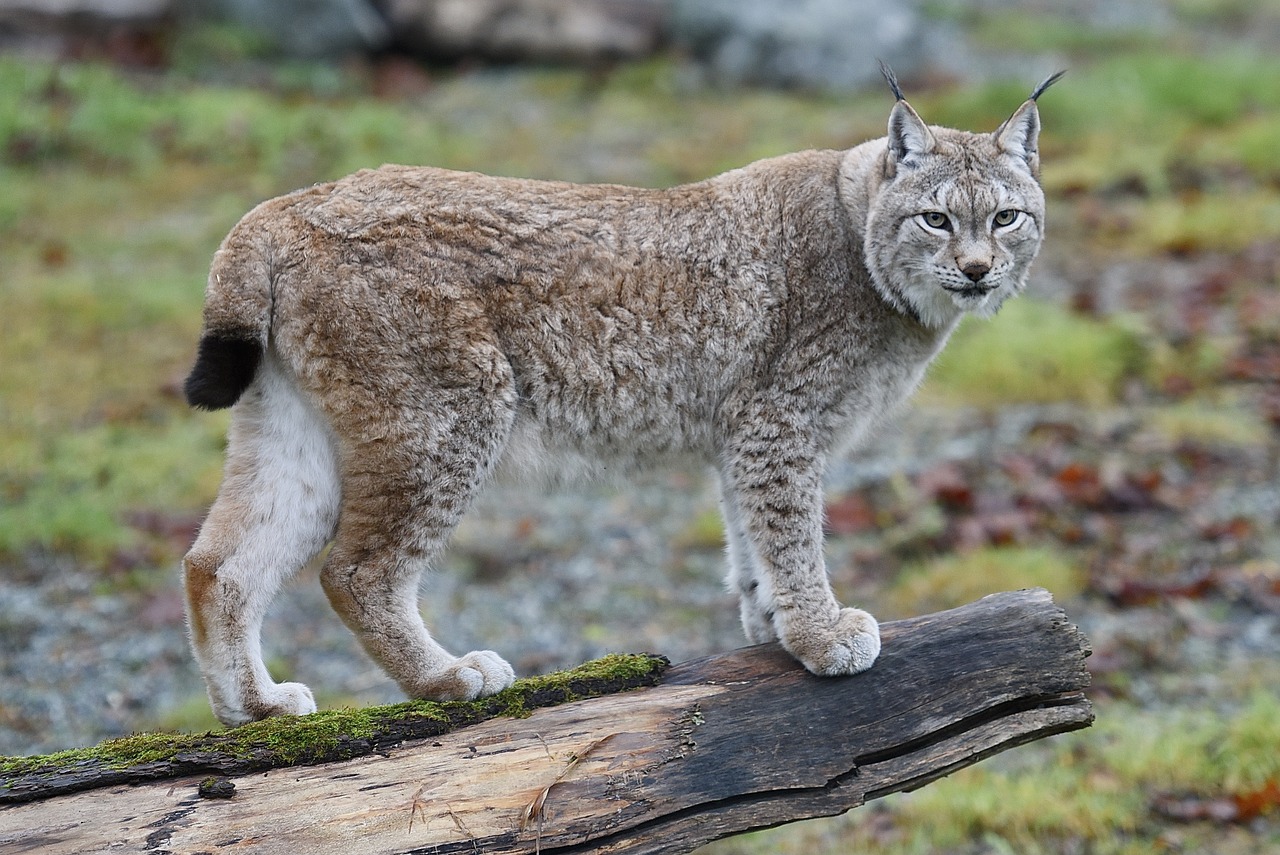 gaupe lynx