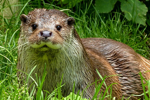 oter lutra lutra otter