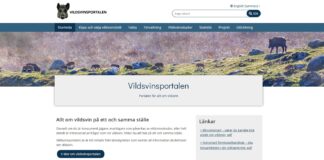 Svenskene lanserer ny villsvinsportal