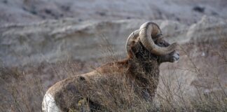 Vanvittig bud: 1,3 millioner dollar for eksklusiv jakt på Big Horn Sheep! Big Horn Sheep