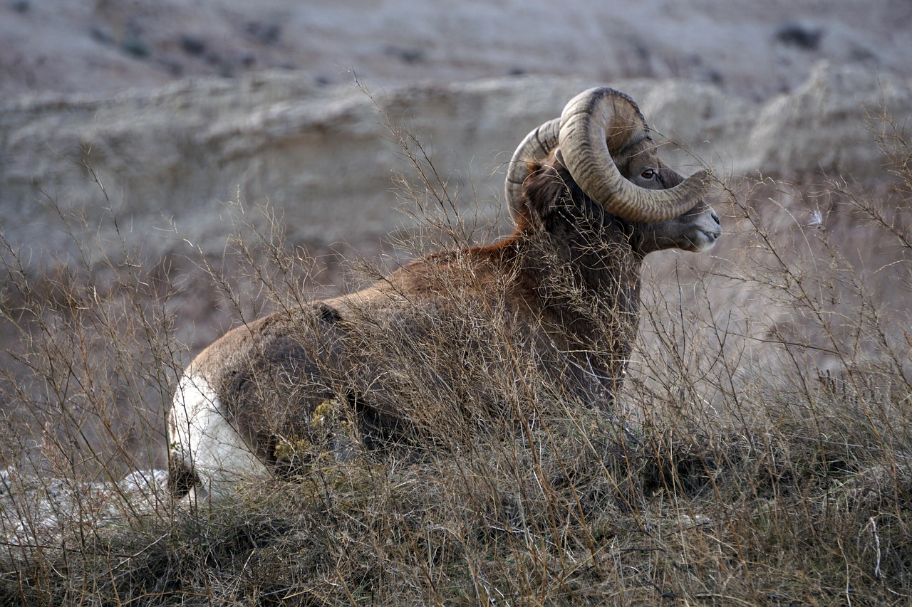 Big Horn Sheep