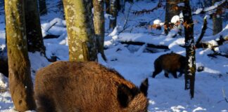 Villsvin har vandalisert graver på kirkegård villsvin wild boar