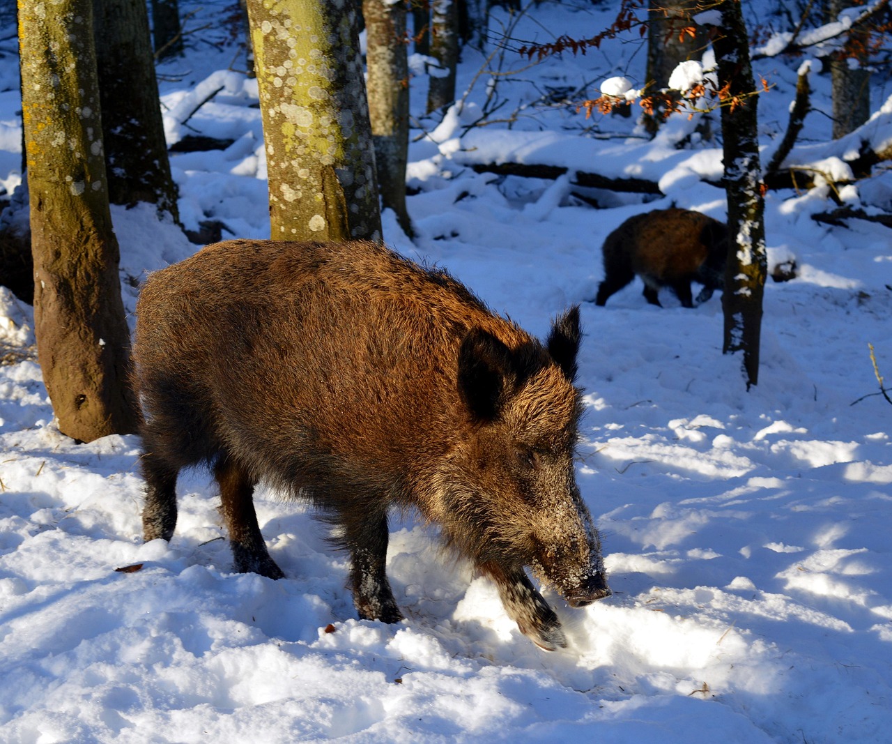 villsvin wild boar