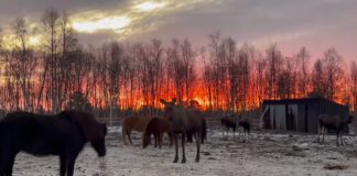 Elgene som flyttet inn – uvanlig vennskap på Ofelaš gård