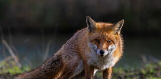 Konflikt om revejakt på Nøtterøy – ubehagelig for turgåere rev fox