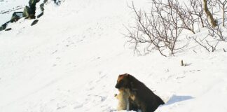 Årets jervekull blir født allerede nå! ikke til bruk jerv
