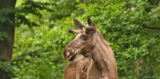 Forslag om å stenge elgjakta i Hjelmeland elg