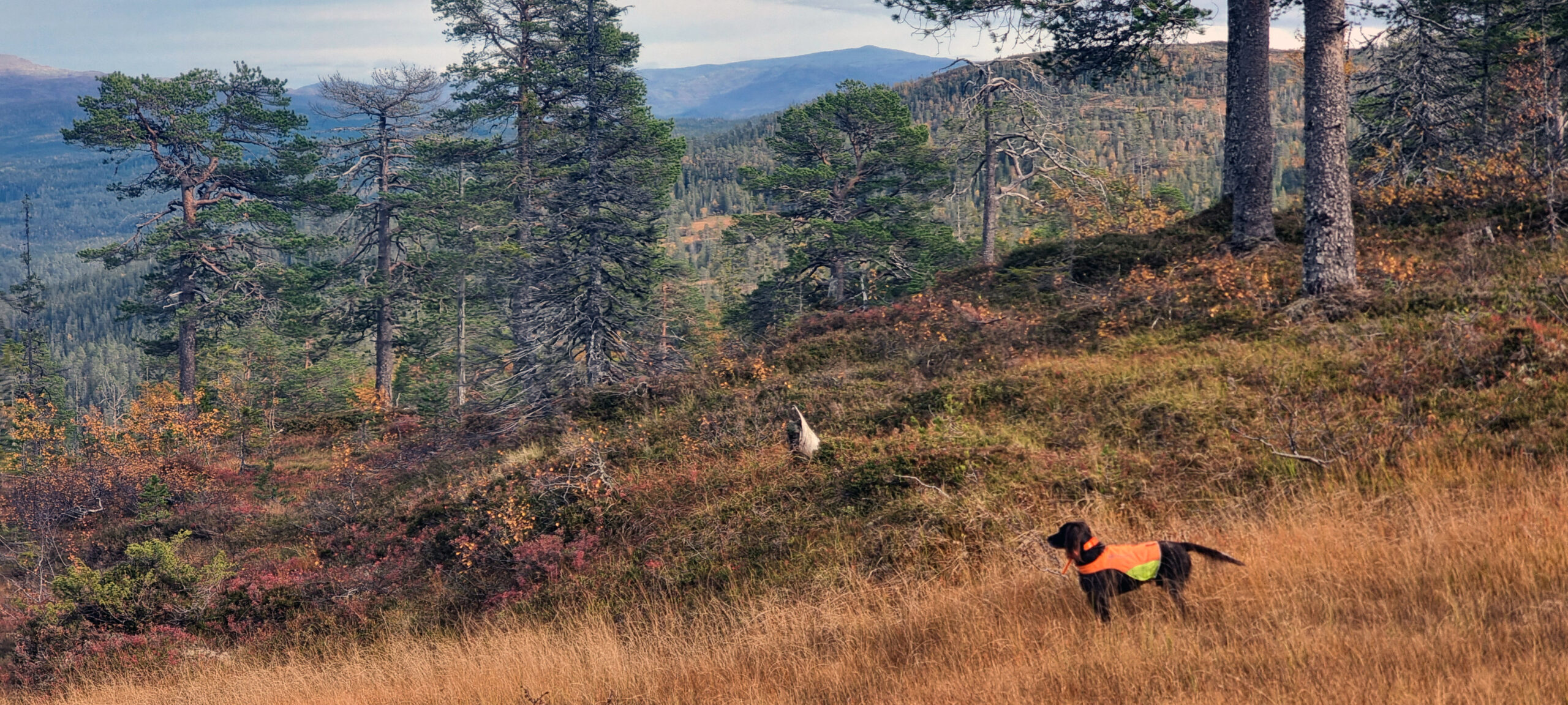 jakt rype fuglehund skogsfugl