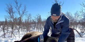 Nå vet vi mer om hvor mye tamrein bjørnen spiser kan ikke brukes