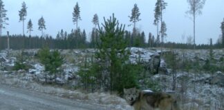 Hvordan skal vi leve sammen med flere rovdyr? ulv viltcam viltkamera wolf