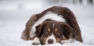 Påskevettregler for hundeeieren hund vinter