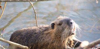Myndighetene har godkjent bruk av beverfeller for Svenska kyrkan i Heby bever beever