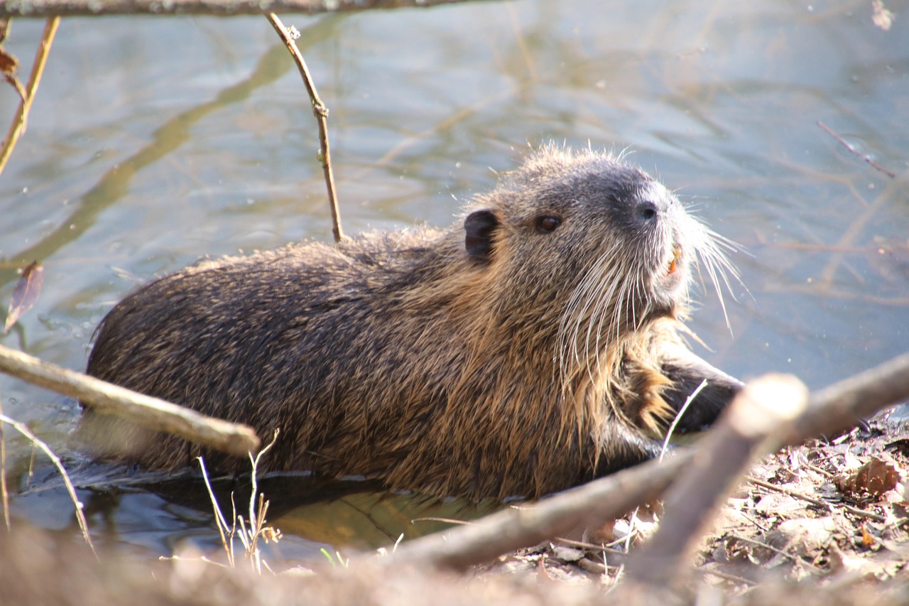 bever beever