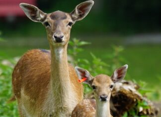 Samarbeid gir resultater: Jegere og kommune fordriver hjorten ut av tettstedene då hjort fallow deer