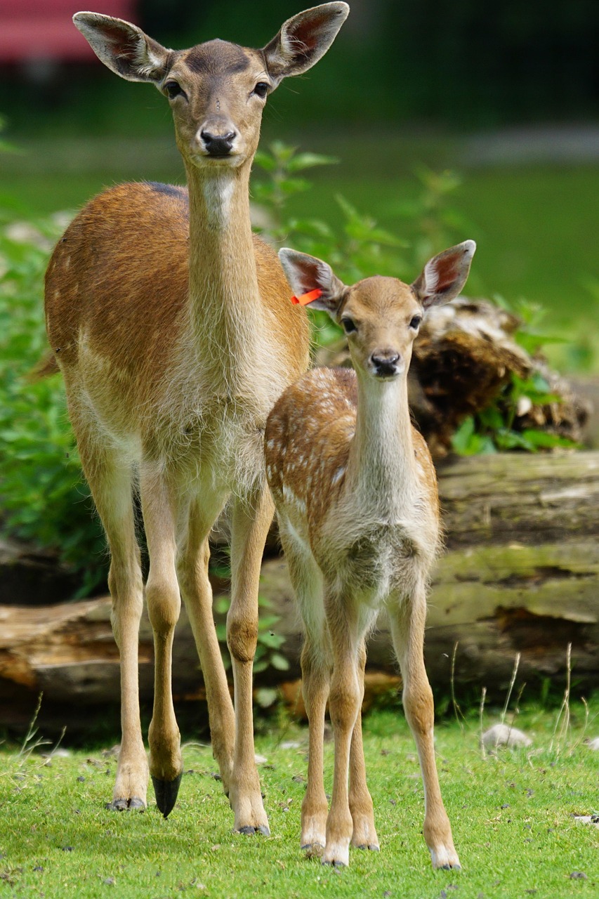 då hjort fallow deer