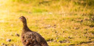 Britisk rypejakt under press rype grouse