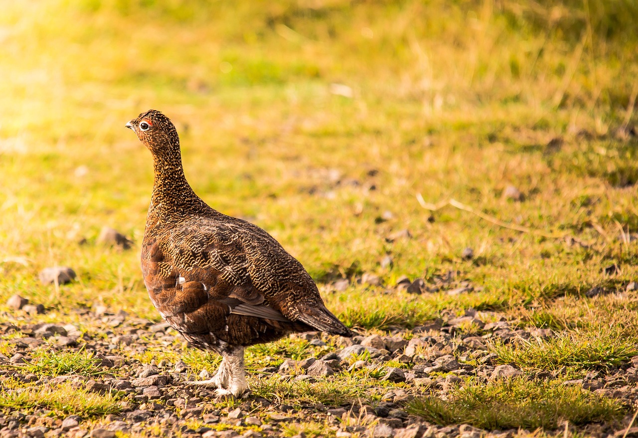 rype grouse