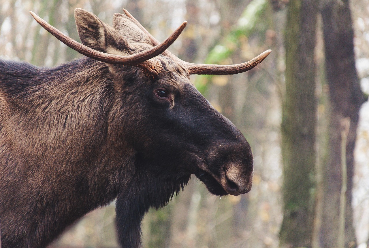elg moose