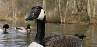 Økt risiko for fugleinfluensa blant andefugler i Europa og Norge kanadagås gås