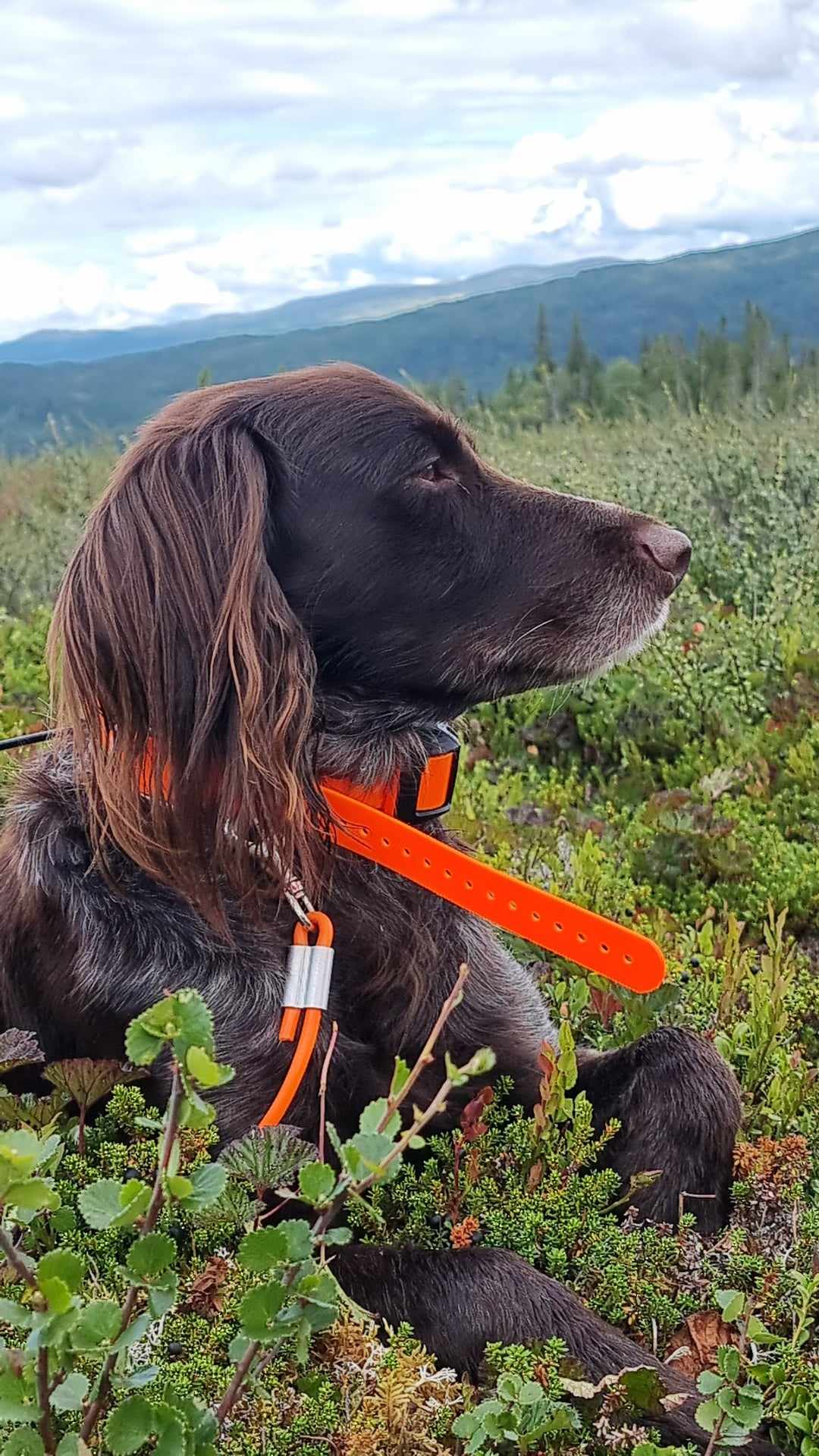 hund bajas 