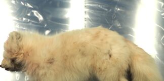 Rabies påvist hos fjellrev på Svalbard fjellrev rabies