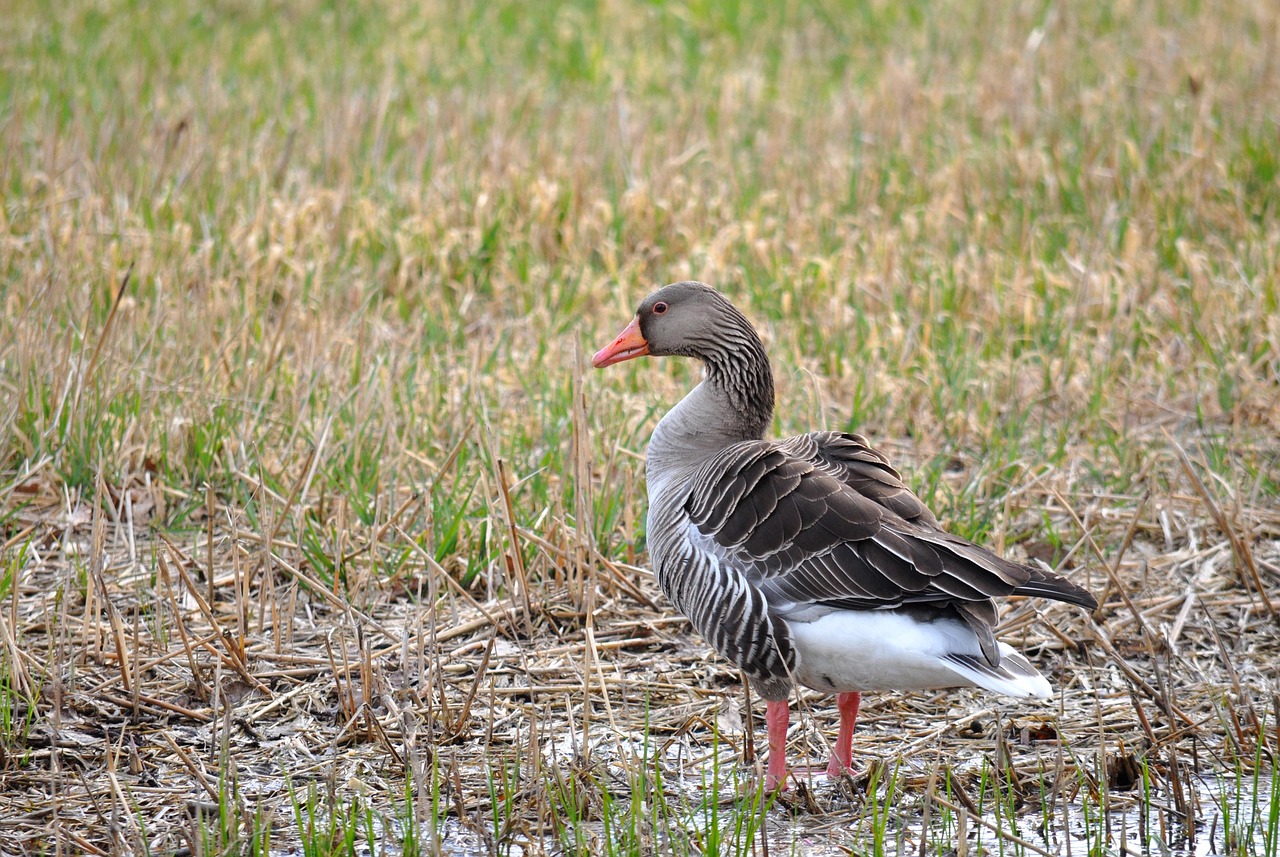 gås goose grågås