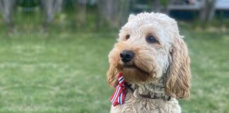Gi hunden en trygg og god 17. mai – la den bli hjemme