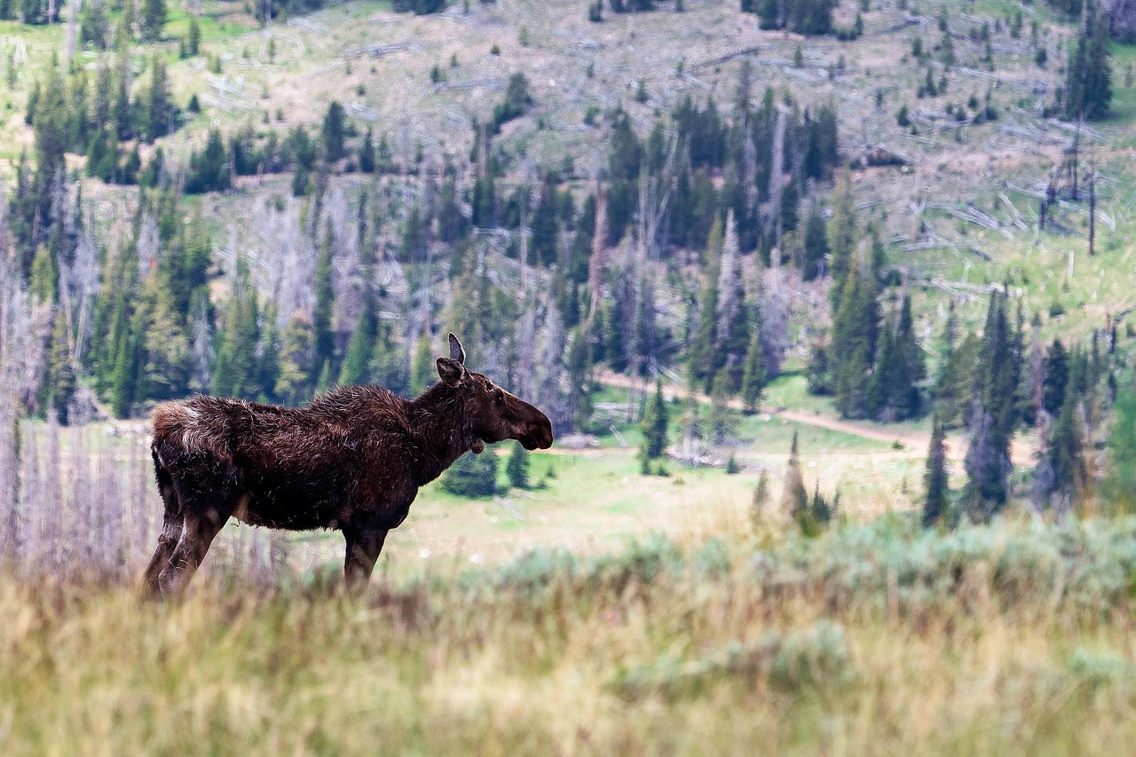 elg moose