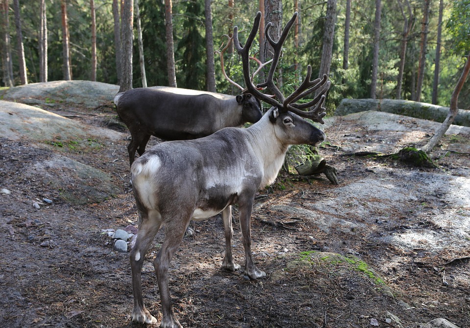 rein lappland
