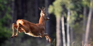 Høyesterett avviser anke rådyr roe deer råbukk