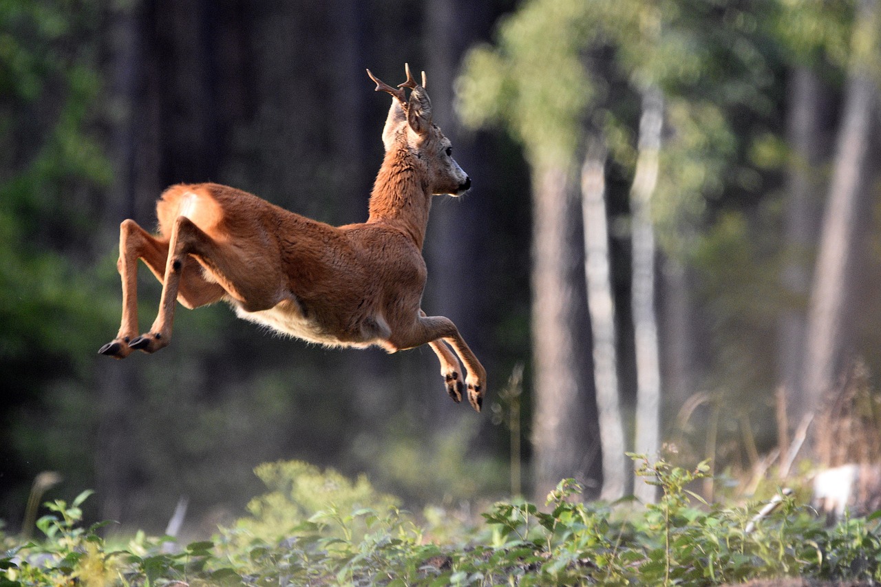 rådyr roe deer råbukk
