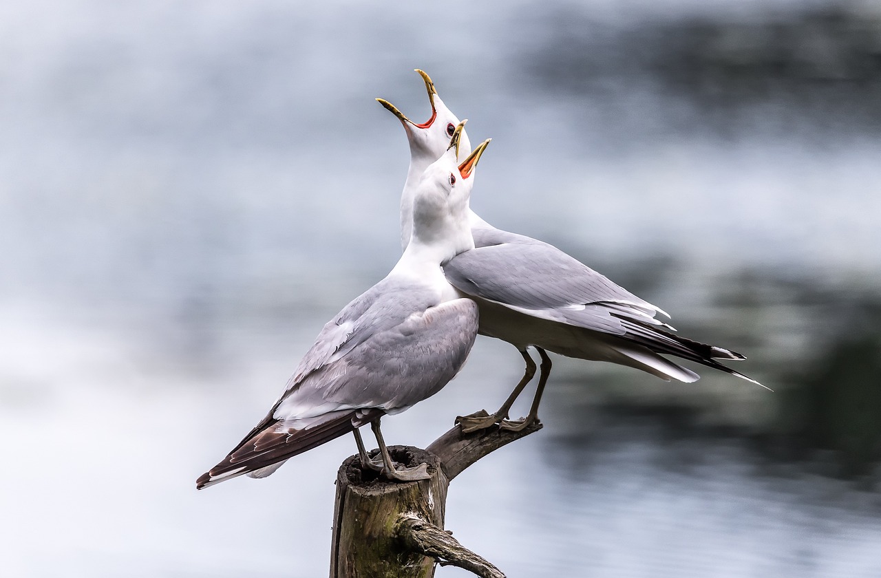 måker seagul
