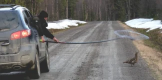 Naturvårdsverket stanser eksport av storfugl