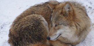 EU-parlamentet støtter mykere vern av ulv ulv wolf