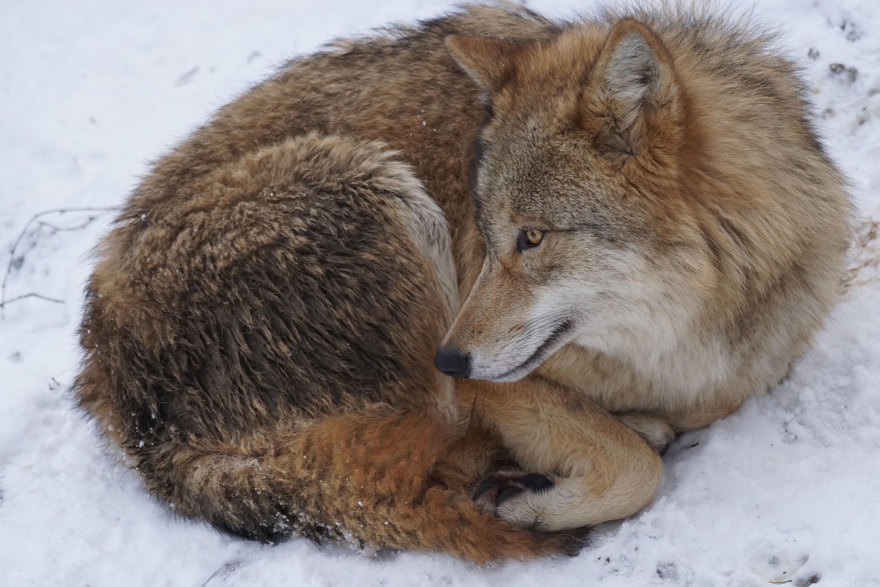 ulv wolf