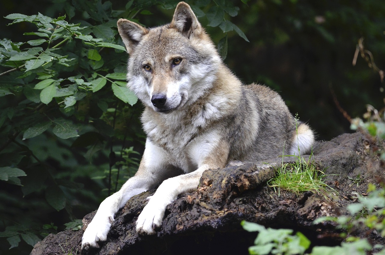 ulv wolf