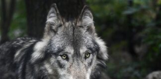 Ulv skutt etter angrep på beitedyr i Södermanland wolf ulv