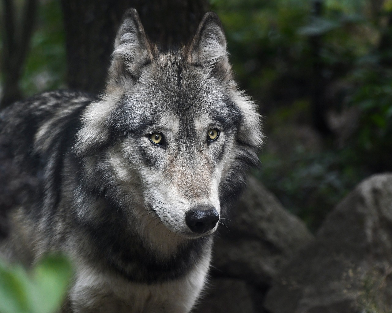 wolf  ulv